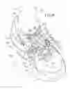 Fig. 13 - Shoe having lace fitting structure