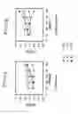 Fig. 23 - Shoe having lace fitting structure