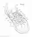 Fig. 29 - Shoe having lace fitting structure