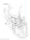Fig. 30 - Shoe having lace fitting structure