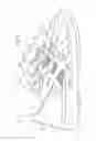Fig. 34 - Shoe having lace fitting structure