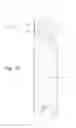 Fig. 24 - Downhole instrument calibration during formation survey
