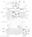 Fig. 02 - Nasal Passage Strip