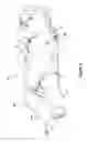 Fig. 04 - Bodysuit type garment for selective swaddling of an infant