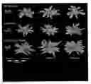 Fig. 01 - Transgenic plants comprising constructs encoding phosphoenolpyruvate carboxykinase and/or pyruvate orthophosphate dikinase