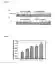 Fig. 06 - Transgenic plants comprising constructs encoding phosphoenolpyruvate carboxykinase and/or pyruvate orthophosphate dikinase