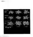 Fig. 07 - Transgenic plants comprising constructs encoding phosphoenolpyruvate carboxykinase and/or pyruvate orthophosphate dikinase