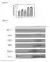Fig. 11 - Transgenic plants comprising constructs encoding phosphoenolpyruvate carboxykinase and/or pyruvate orthophosphate dikinase