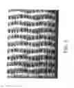 Fig. 04 - Creped tissue sheets treated with an additive composition according to a pattern