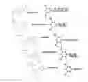 Fig. 01 - Oligonucleotide derivative, labeling agent and use for labeling agent