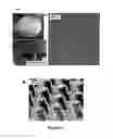Fig. 08 - CASTING MICROSTRUCTURES INTO STIFF AND DURABLE MATERIALS FROM A FLEXIBLE AND REUSABLE MOLD