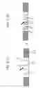 Fig. 08 - Cowl-top cover crossmember having stepped portions