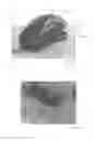 Fig. 31 - ELECTROACTIVE POLYMER TRANSDUCERS FOR TACTILE FEEDBACK DEVICES