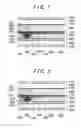 Fig. 02 - Image display device and manufacturing method of the same
