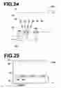 Fig. 15 - RADIATION PHASE IMAGE OBTAINMENT METHOD AND RADIATION PHASE IMAGE RADIOGRAPHIC APPARATUS
