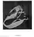 Fig. 08 - Simulation of medical imaging