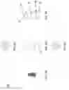 Fig. 15 - Click pen applicator device and method of using same