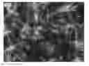 Fig. 01 - Nanowire preparation methods, compositions, and articles