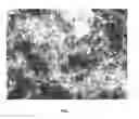 Fig. 08 - Nanowire preparation methods, compositions, and articles