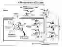 Fig. 01 - METHOD FOR TREATING CHRONIC LYMPHOCYTIC LEUKEMIA