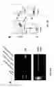 Fig. 20 - METHOD FOR TREATING CHRONIC LYMPHOCYTIC LEUKEMIA