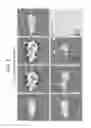 Fig. 11 - Fluorescent phospholipid ether compounds, compositions, and methods of use