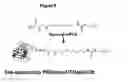Fig. 06 - METHOD OF LABELLING INTERFERONS WITH PEG
