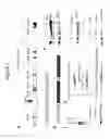 Fig. 02 - Methods and compositions for treating hemophilia B