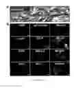 Fig. 02 - Gingiva Derived Stem Cell And Its Application In Immunodulation And Reconstruction