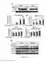 Fig. 13 - Gingiva Derived Stem Cell And Its Application In Immunodulation And Reconstruction