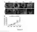 Fig. 20 - Gingiva Derived Stem Cell And Its Application In Immunodulation And Reconstruction