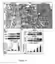 Fig. 23 - Gingiva Derived Stem Cell And Its Application In Immunodulation And Reconstruction