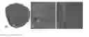 Fig. 01 - Cellular seeding and co-culture of a three dimensional fibroblast construct