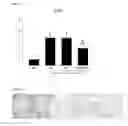 Fig. 08 - Cellular seeding and co-culture of a three dimensional fibroblast construct