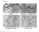 Fig. 03 - METHODS AND COMPOSITIONS FOR IMPROVING THE VIABILITY OF CRYOPRESERVED CELLS