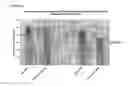 Fig. 04 - METHODS AND COMPOSITIONS FOR IMPROVING THE VIABILITY OF CRYOPRESERVED CELLS