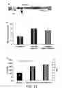Fig. 35 - Gene vector