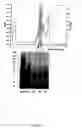 Fig. 06 - METHODS AND COMPOSITIONS FOR THE TREATMENT OF AUTOIMMUNE DISEASE