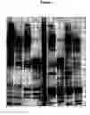 Fig. 09 - Modified non-cytotoxic proteases