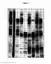 Fig. 12 - Modified non-cytotoxic proteases