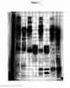 Fig. 16 - Modified non-cytotoxic proteases