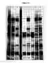Fig. 19 - Modified non-cytotoxic proteases