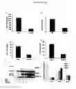 Fig. 04 - RAGE G82S-RELATED METHODS AND COMPOSITIONS FOR TREATING INFLAMMATORY DISORDERS