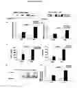 Fig. 06 - RAGE G82S-RELATED METHODS AND COMPOSITIONS FOR TREATING INFLAMMATORY DISORDERS