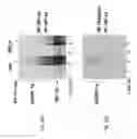 Fig. 28 - Agents capable of downregulating an MSF-A-dependent HIF-1alpha and use thereof in cancer treatment