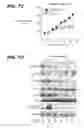 Fig. 18 - Anti-FGF19 antibodies and methods using same