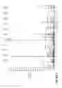Fig. 19 - Anti-FGF19 antibodies and methods using same