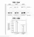 Fig. 26 - Anti-FGF19 antibodies and methods using same