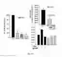 Fig. 13 - Cadherin-11 inhibitors and methods of use thereof