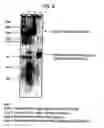 Fig. 08 - CONSTRUCTS FOR DELIVERY OF THERAPEUTIC AGENTS TO NEURONAL CELLS